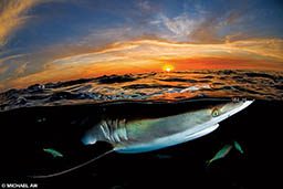 A beady-eyed shark swims just below the water line at sunset