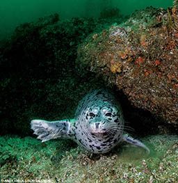 A harbor seal floats near a rock. It has a round, happy tummy