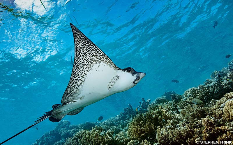 A spotted eagle ray floats through the ocean