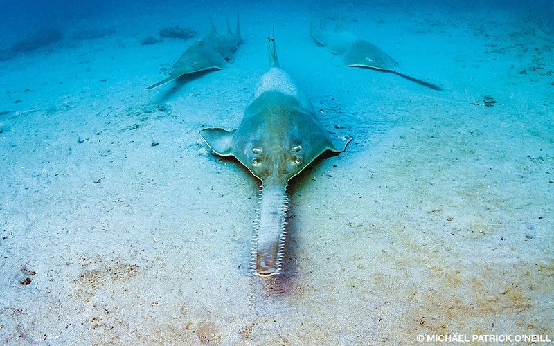 Three sawfish hang out at the bottom of the ocean