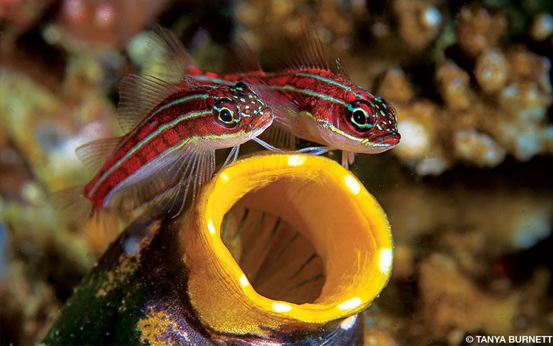 A couple of tropical striped triplefin (Helcogramma striatum) rest on a tunicate.
