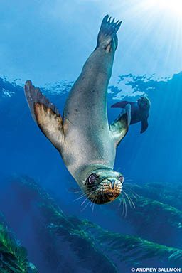 A seal is upside down and saying hello