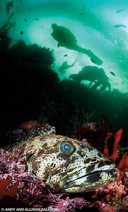A very large ugly lingcod guards its home