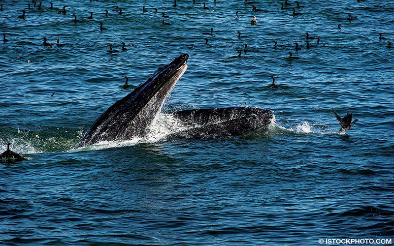 Whales at the ocean's surface feast on menhaden