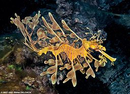 A leafy seadragon looks like a piece of kelp