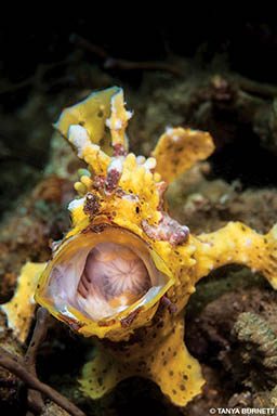 A yellow warty frogfish has its mouth wide open. It probably wants a snack
