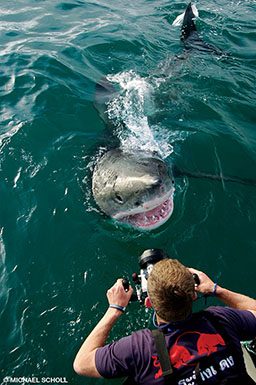 Andy leans over a boat to photograph a great white shark
