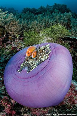 Two orange fish cuddle in an anemone