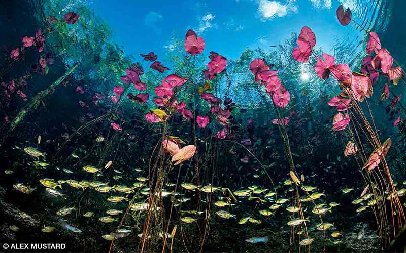 Banded tetras swim among water lilies