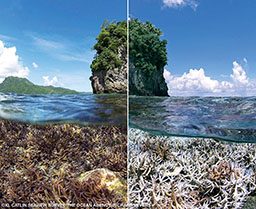 Before and after of coral bleaching