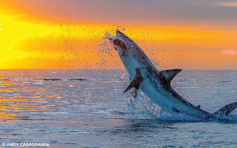 A great white shark breaches the surface at sunset. The shark has something in his mouth