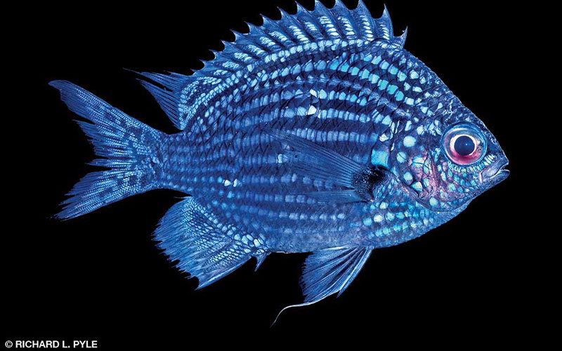 A blue fish sparkles