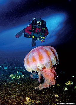 Diver approaches a giant pink jellyfish