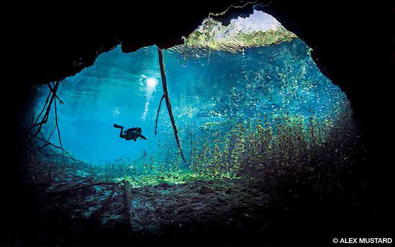 A diver swims by the water lillies near the opening of Carwash Cenote.