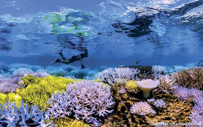 Before and after of coral bleaching