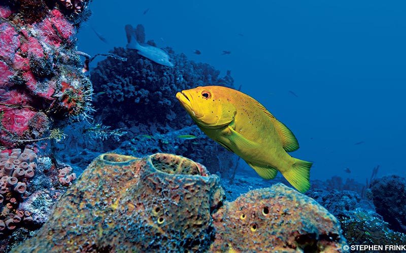A golden coney fish swims around coral