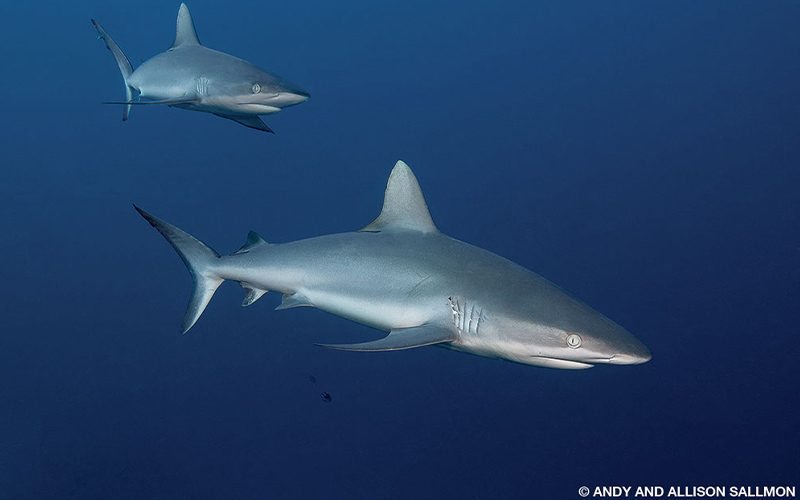 Two gray reef sharks swim through blue water