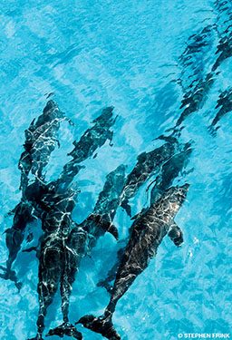 A group of bottlenose dolphins