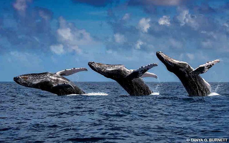 Three images of one humpback whale are next to each other to show its breaching movements