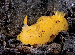 A lemon peel nudibranch really looks like a lumpy yellow slug