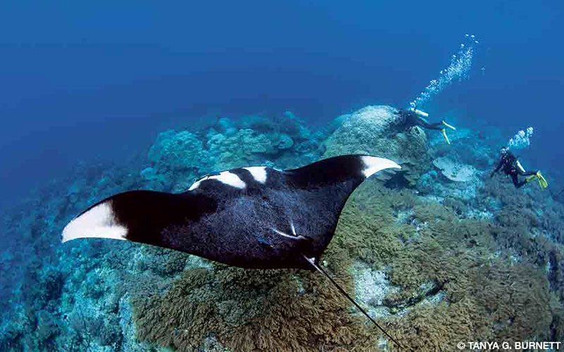 A manta ray extends its flippers. Two divers are swimming in the background.