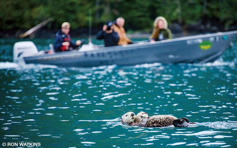 A mother and baby otter snuggle in the water as a boat of spectators float nearby