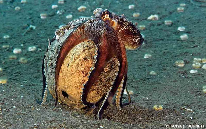 An octopus has wrapped its tentacles around a coconut