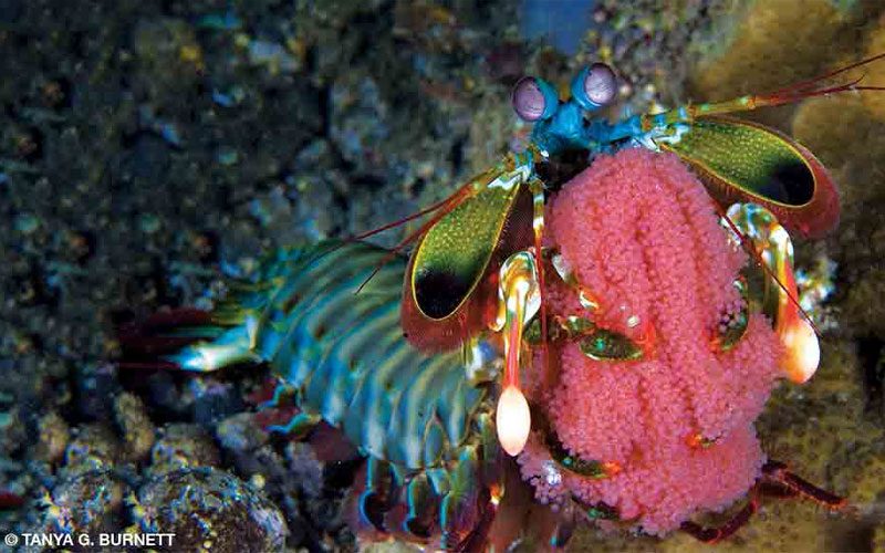 A peacock shrimp is rainbow in color and looks happy
