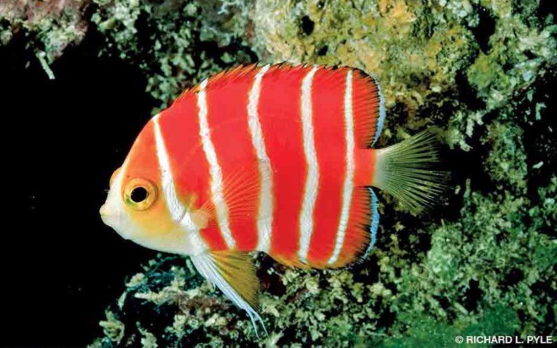 An orange-and-white striped peppermint angelfish floats through the water