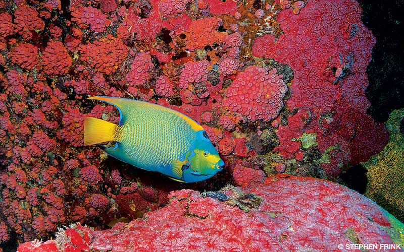 A queen angelfish swims around red coral