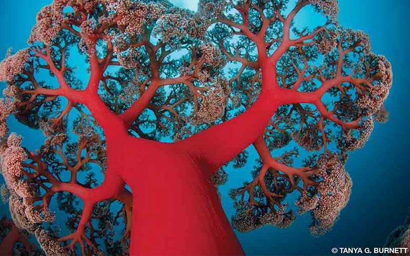 Red soft coral shot from below