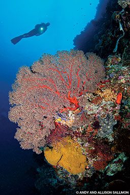A diver hovers over one of Palau’s signature soft-coral-studded reefs.