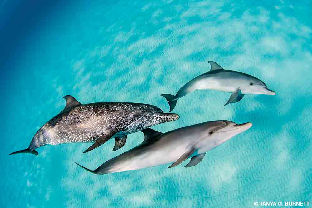 Three spotted dolphins swim in light-blue water