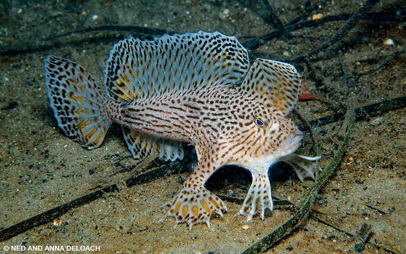 An angry spotted handfish tropes through the sandy bottom