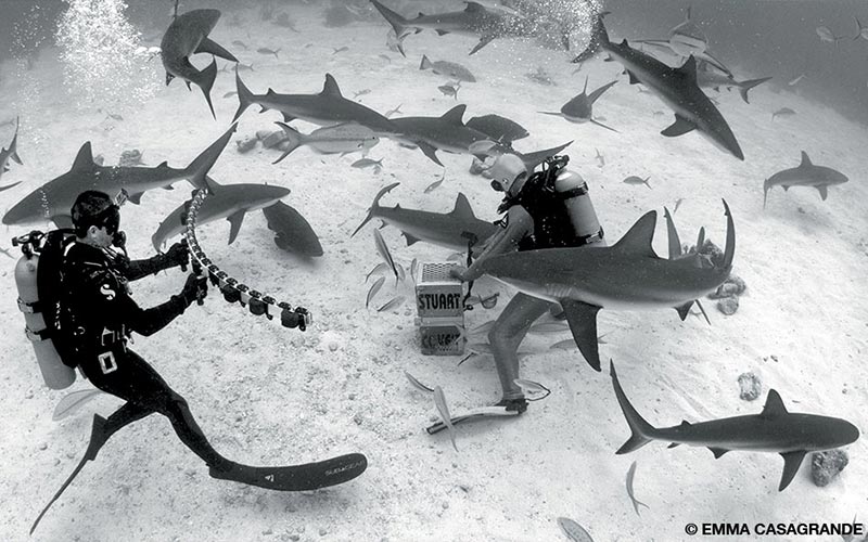 Two divers set up equipment while surrounded by sharks