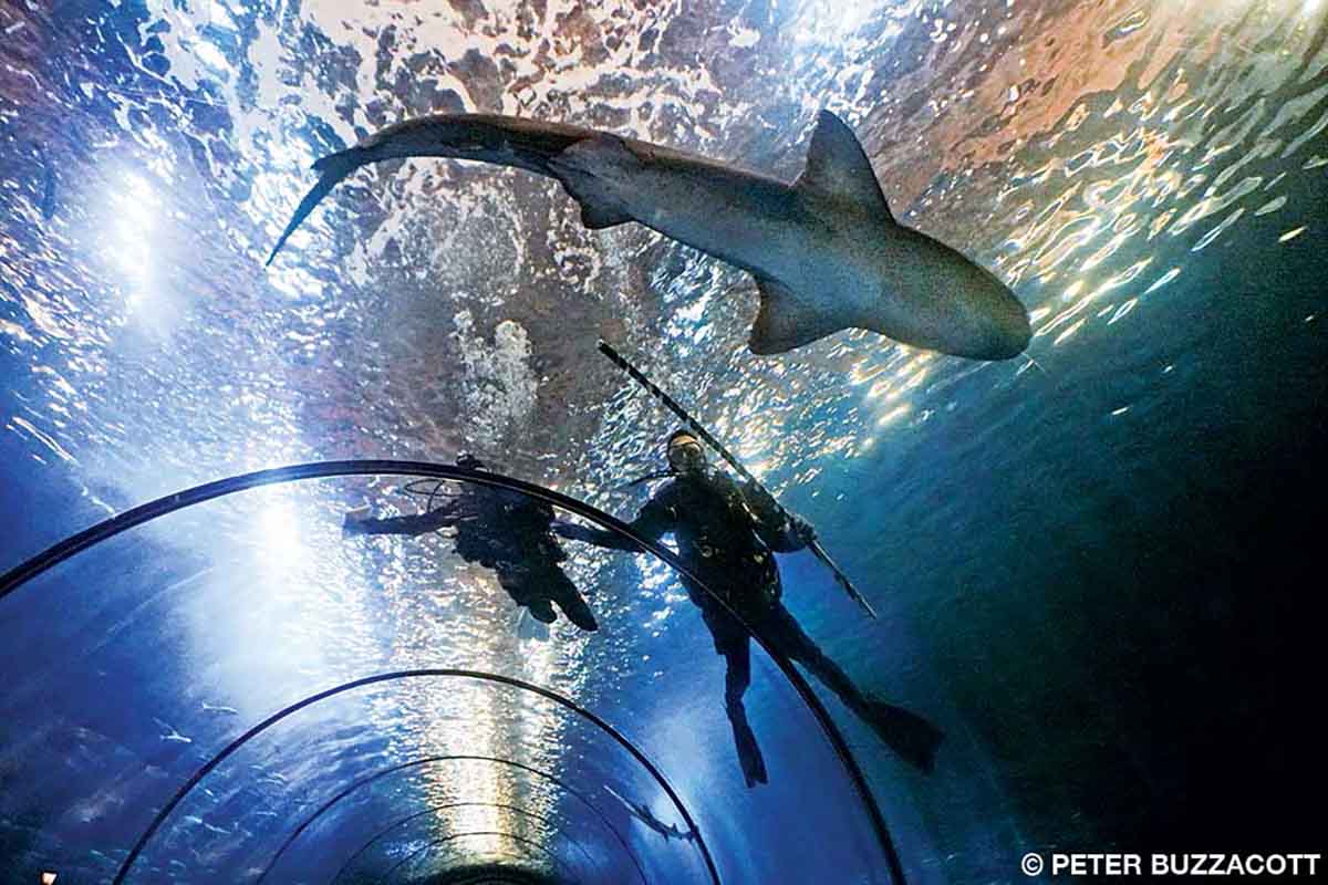 A diver at the Oregon Coast Aquarium cleans a tank, while his buddy holds a piece of PVC pipe to ward off the circling sharks.