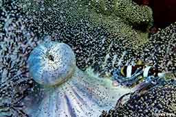 During a night dive on The Pinnacle, the anemone spawn was closely synchronized with the coral spawn that same night.