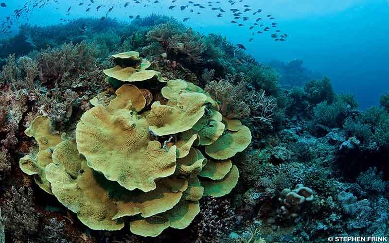 A very large species of coral has been bleached. Its color is a sick yellow. There are fish swimming in the background.