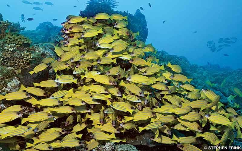 A school of bluelined snapper swim at the base of a lighthouse. They're actually yellow.