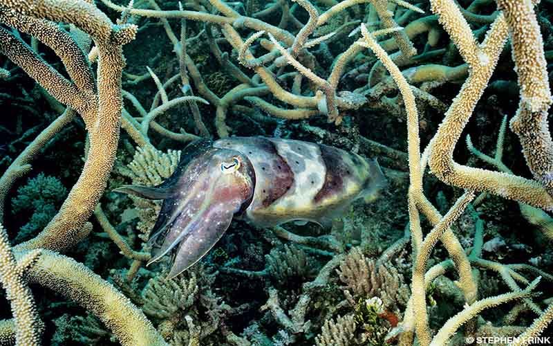 An adorable cuttlefish swims through a tangled jungle of corals. The little fish appears happy.
