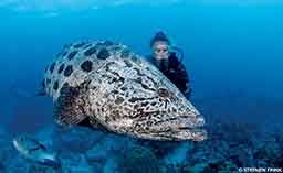 A female diver swims next to a very large, angry-looking fish.
