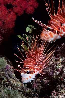 Two lionfish poke their heads out from shelter. They are on the search for food.