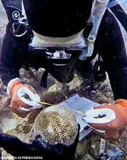 A diver measures coral during a post-Hurricane Irma assessment.