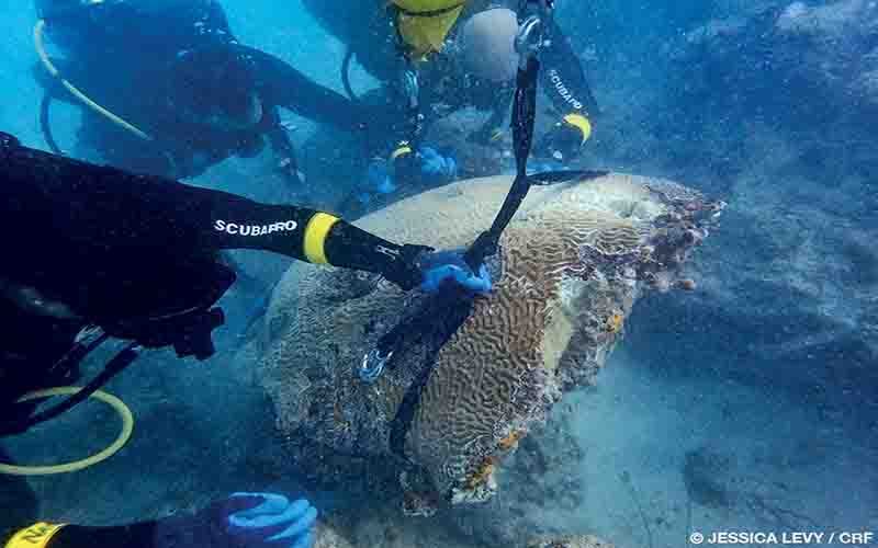 A team of special operations forces veterans with the organization Force Blue works to replace a large broken piece of brain coral.