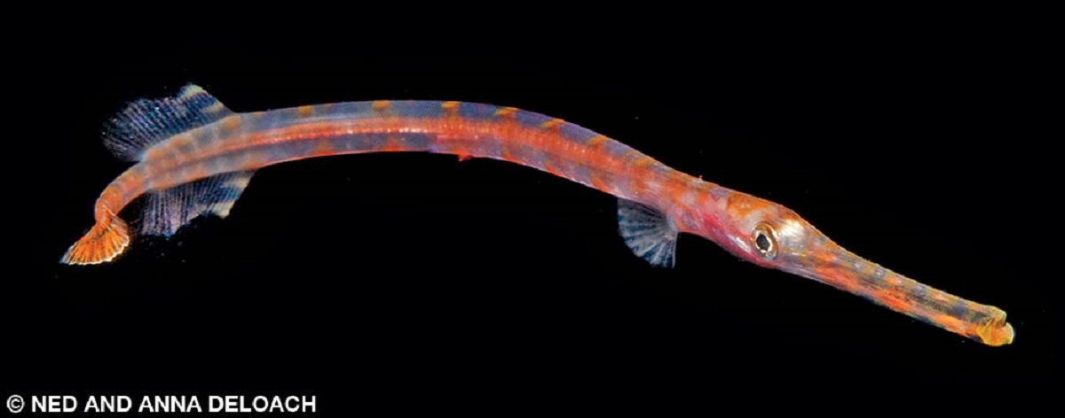 A two-inch long orange trumpetfish