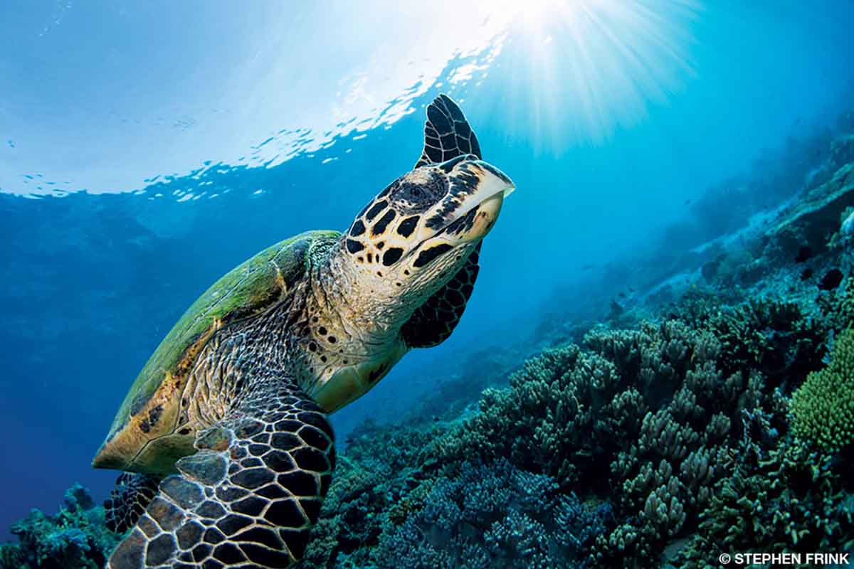 A happy sea turtle swims in the seas of Raja Ampat, Indonesia.