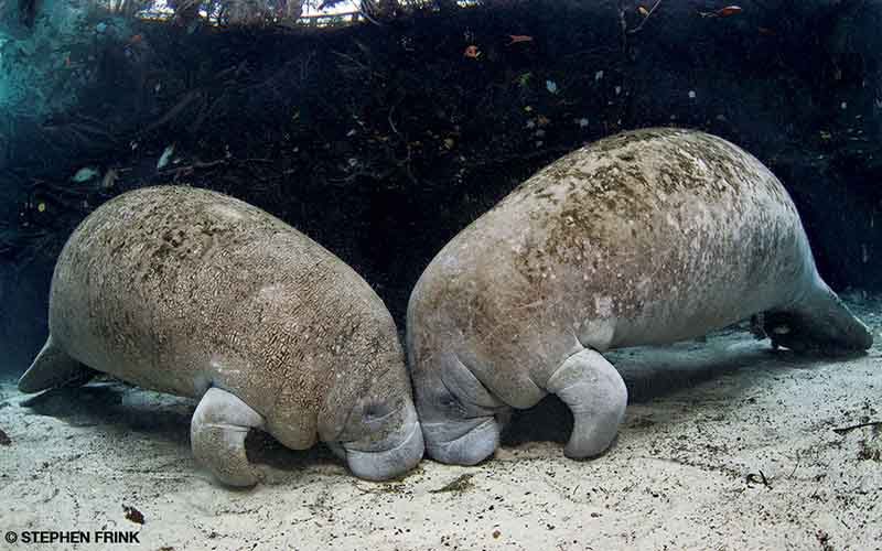 Underwater, two manatees are at the very bottom and they're bumping heads.