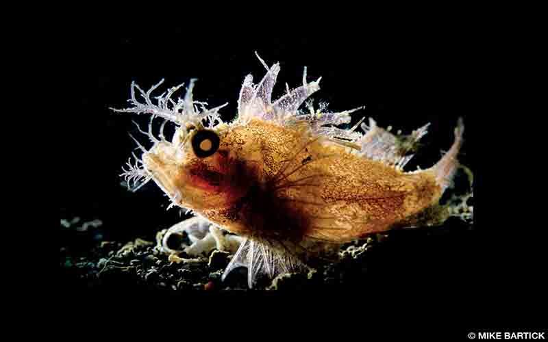 Ambon scorpionfish are highly detailed with transparent tags and appendages covering their heads. Using my torch and a high shutter speed, I lit the subject from the left and slightly behind.