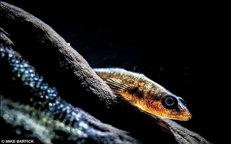 A little fish has big black eyes as a result of a fancy photo technique.