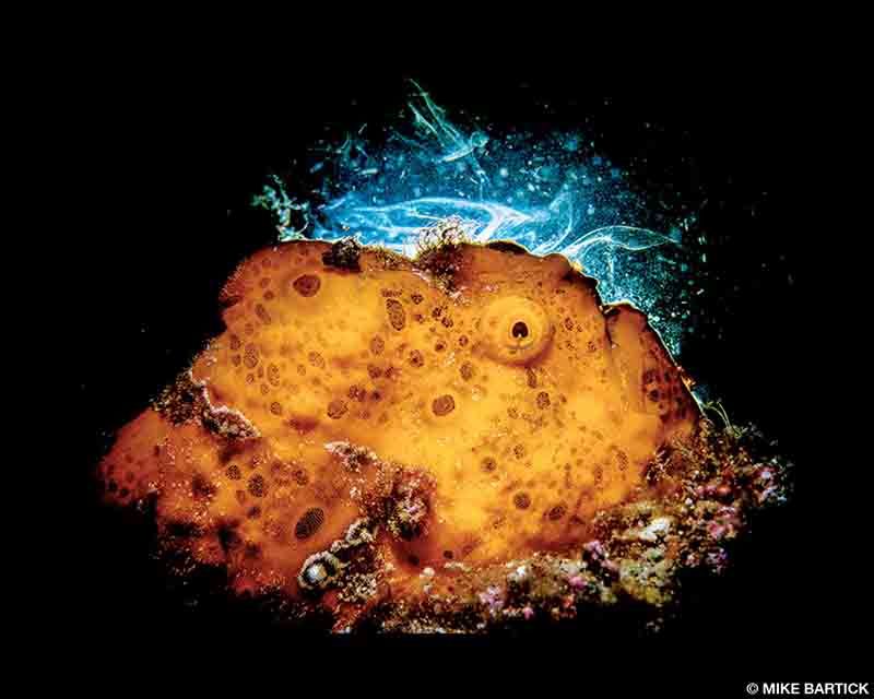 A lumpy frogfish and sponge are photographed in fancy photo techniques.